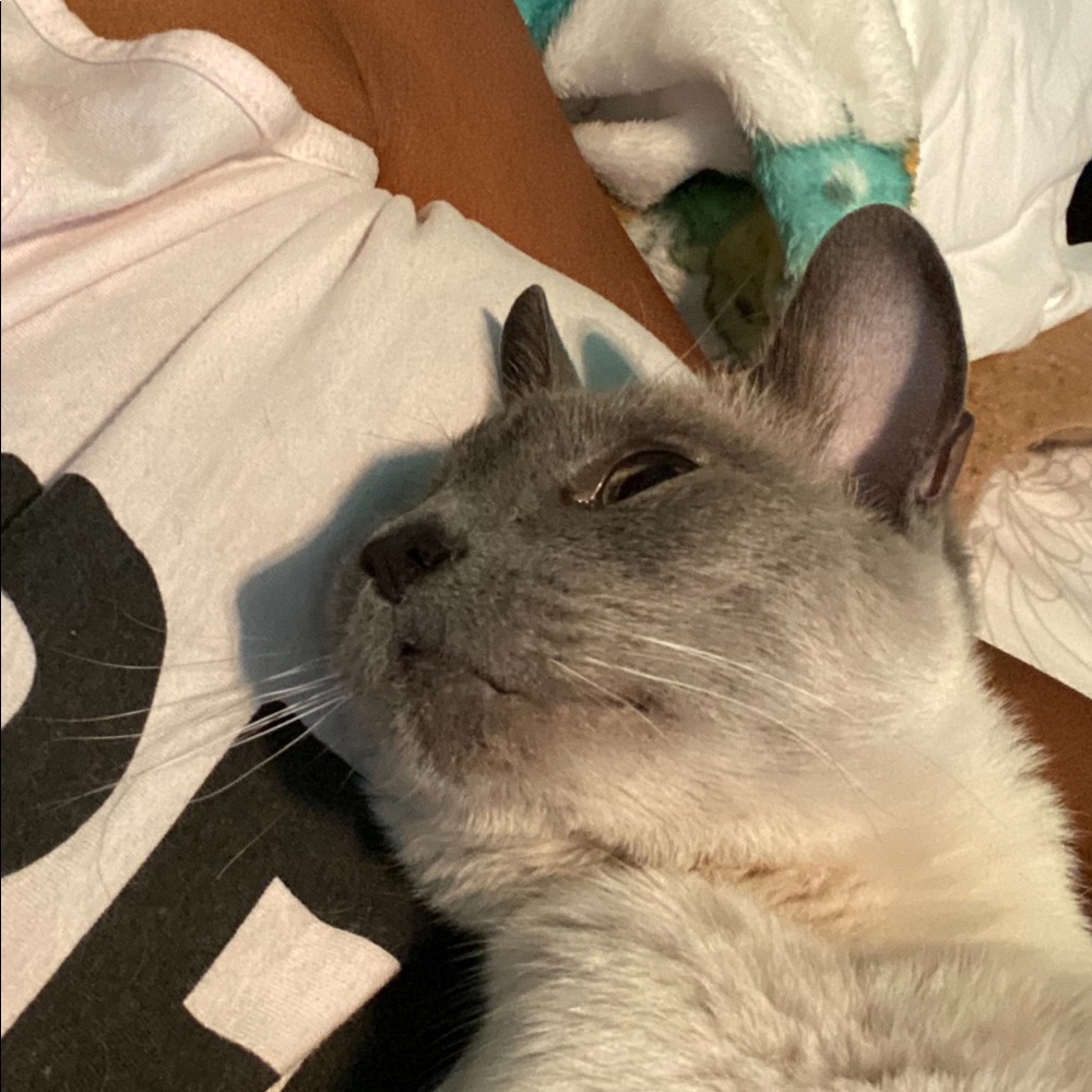 Meet your Posher, Monique